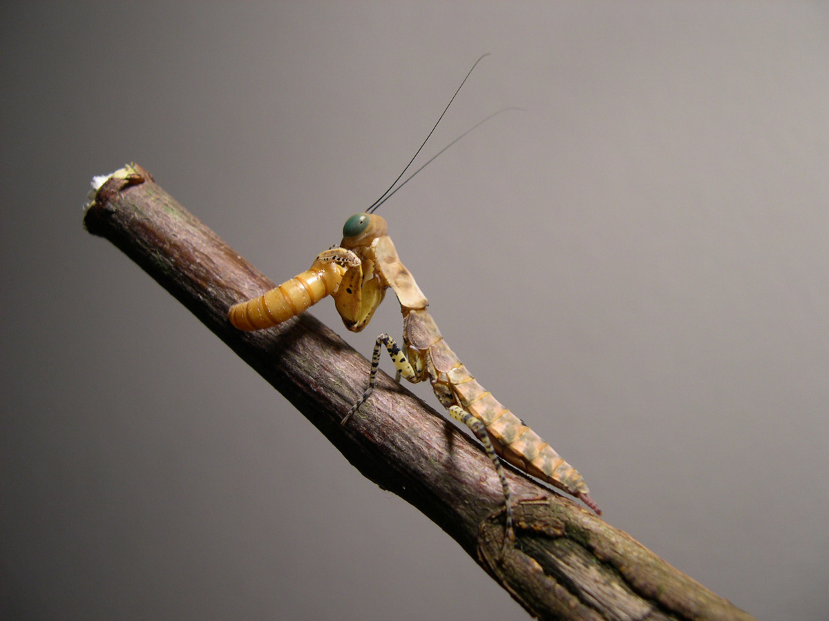 Tarachodula pantherina