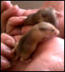 mice1