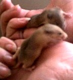mice1