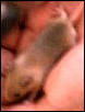 mice2