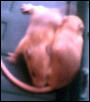 mice3