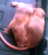 mice3