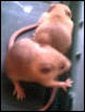mice4