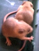 mice4