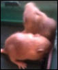 mice5