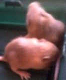 mice5