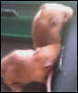 mice6