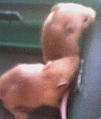 mice6