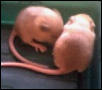 mice8