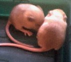 mice8