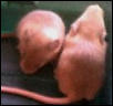 mice9