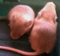 mice9
