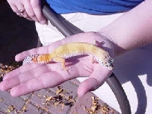 Super Hypo Tangerine Carrot tail