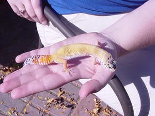 Super Hypo Tangerine Carrot tail