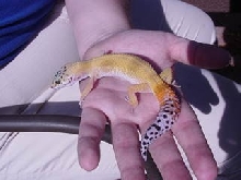 Super Hypo Tangerine Carrot tail