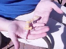 Tangerine Rainwater Albino