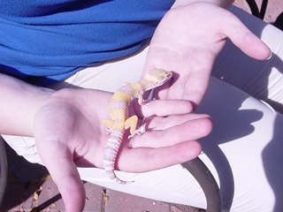 Tangerine Rainwater Albino