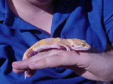 Tangerine Rainwater Albino