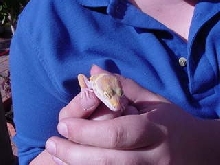 Tangerine Rainwater Albino