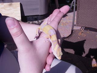 Tangerine Rainwater Albino