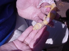 Tangerine Rainwater Albino