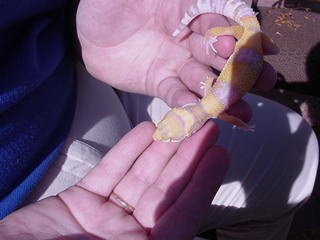 Tangerine Rainwater Albino