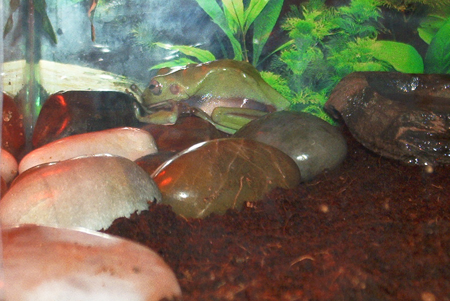 White's Molting