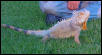 Spike checking out the back yard