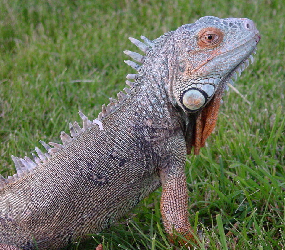 Spike