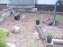 more new turtle pen