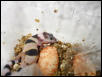 Newborn