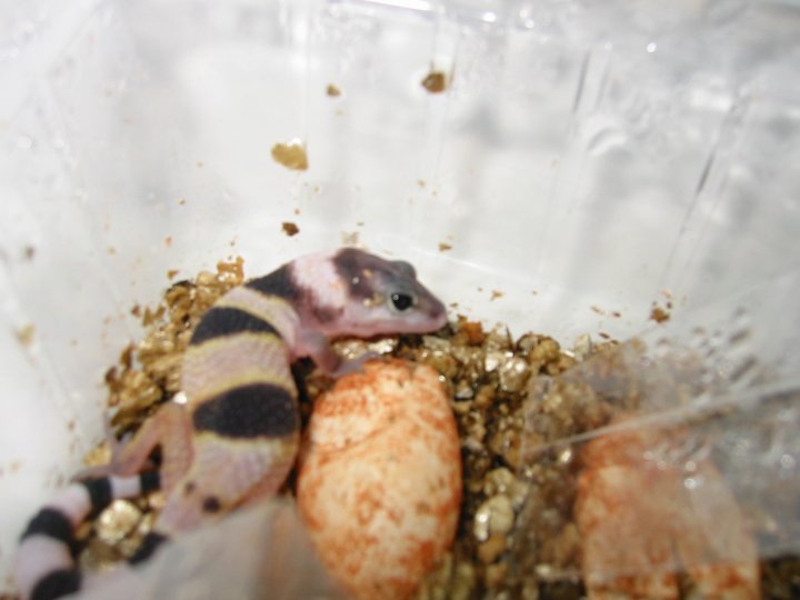 Newborn
