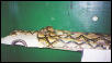 16ft female retic