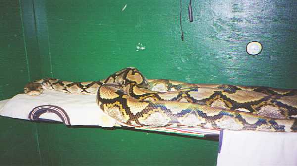 16ft female retic