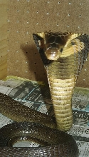 female monacle