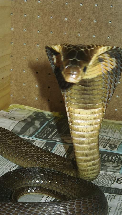 female monacle