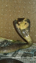 female monacle 2