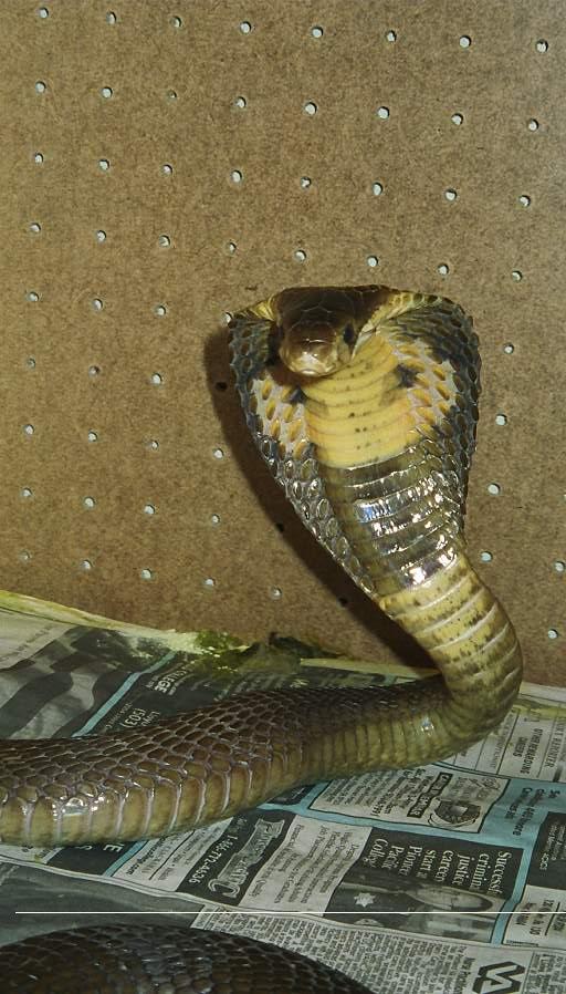 female monacle 2