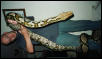 17ft 10in reticulated python