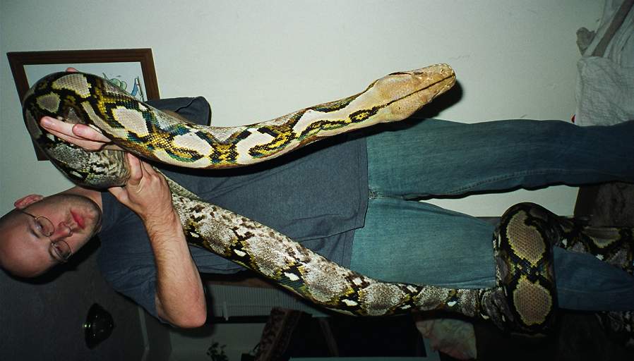 17ft 10in reticulated python