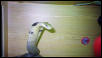 king cobra
