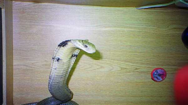 king cobra