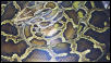 retic and burm