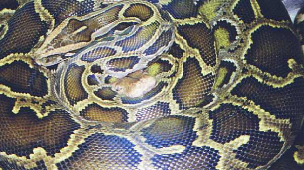retic and burm