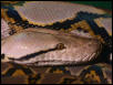 16ft retic head