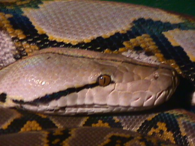 16ft retic head