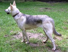 Kaija, side view (when she was new)