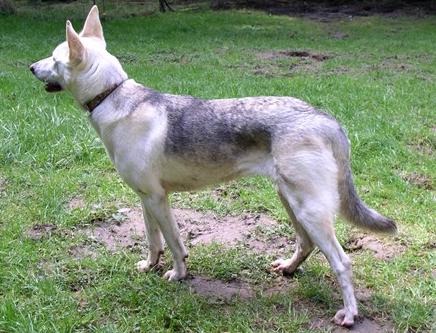 Kaija, side view (when she was new)