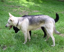 Kaija- What breed(s)?