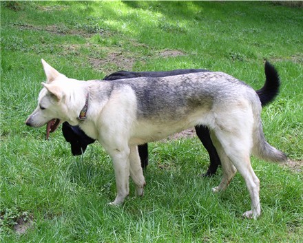 Kaija- What breed(s)?